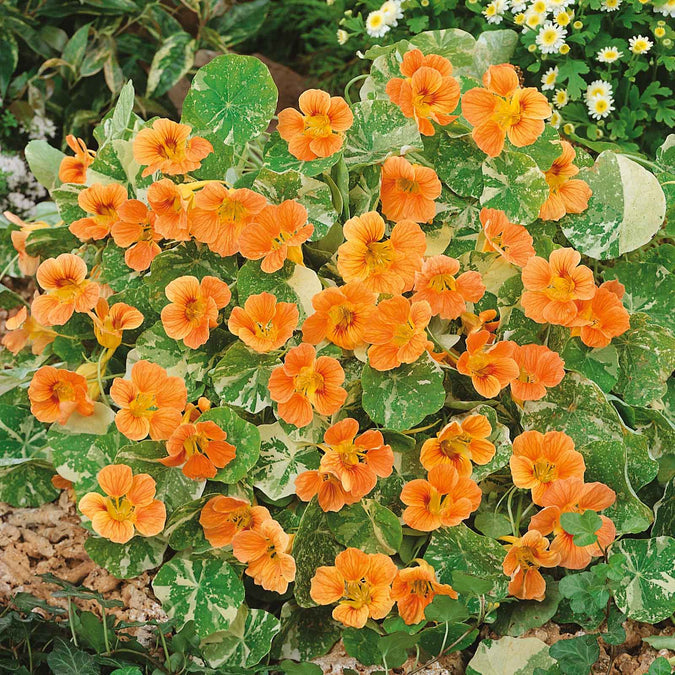 Nasturtium Seeds