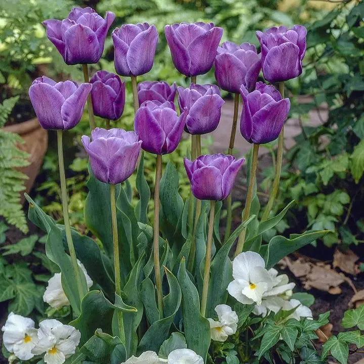 Tulip Bulbs 🌷 Long-Lasting Blooms | Easy Care