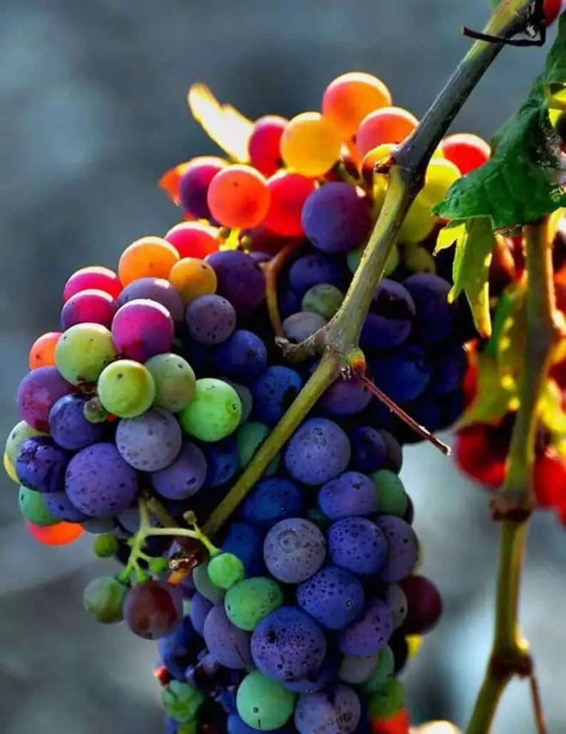 New Rare Rainbow Hybrid Grape Organic