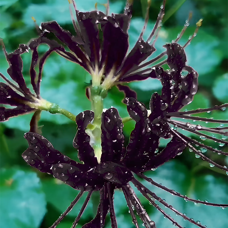 Spider Lily Bulbs-Multicolor🌈