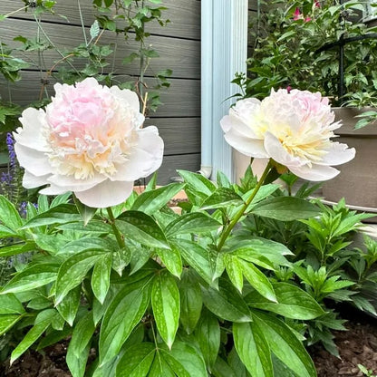 🔥LAST DAY 45% OFF🌺THE QUEEN OF FLOWERS—DOUBLE PETALED PIANI