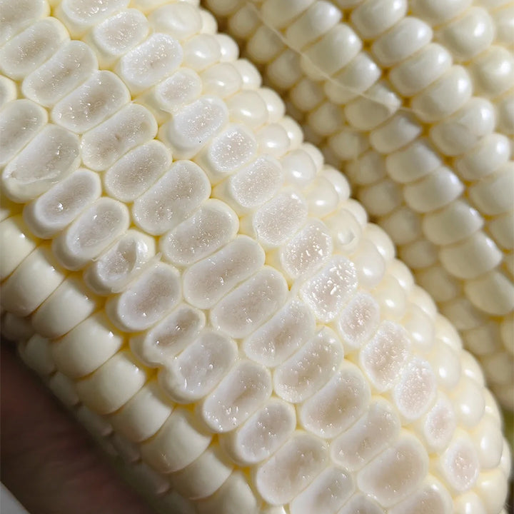 Gem Corn Seeds for Home Vegetable Gardens
