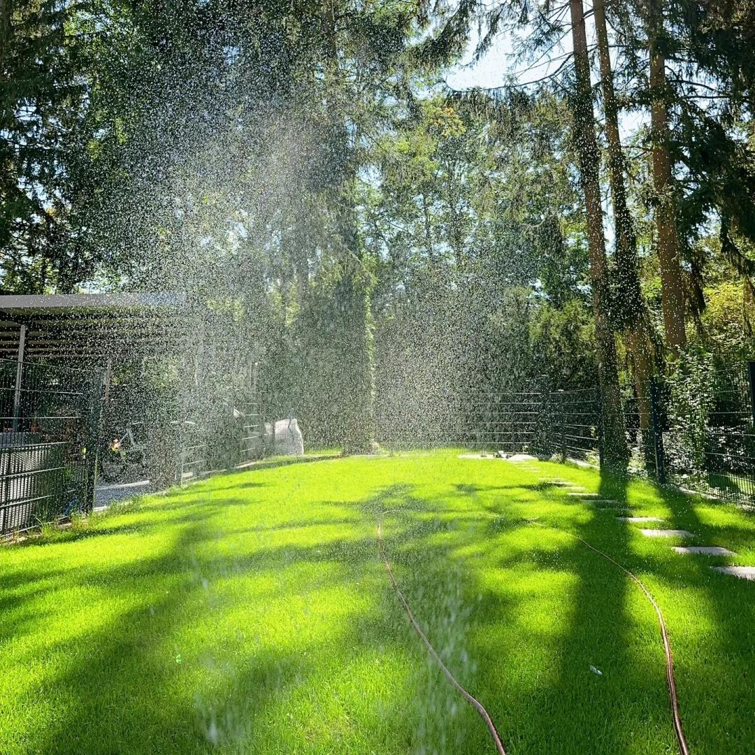 🌱High quality evergreen lawn seeds