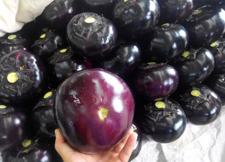 Black And Purple Eggplant Seeds