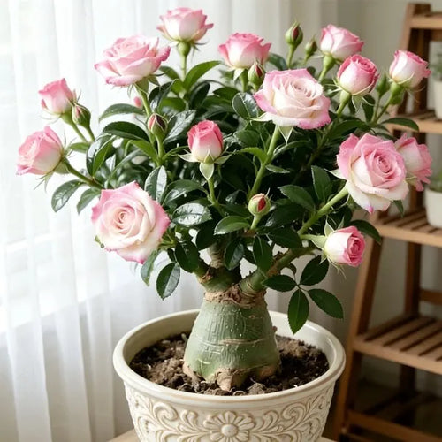 🌵🌺Premium Rare Desert Rose Bulbs