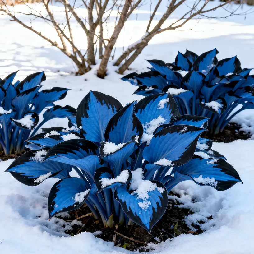 🔥Midnight Blue Hosta Bulbs 🪴 Deep Blue Foliage, Easy to Grow