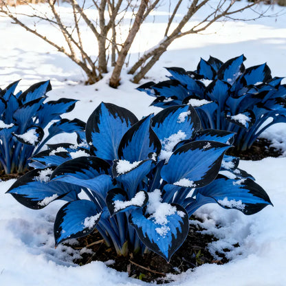 🔥Midnight Blue Hosta Bulbs 🪴 Deep Blue Foliage, Easy to Grow