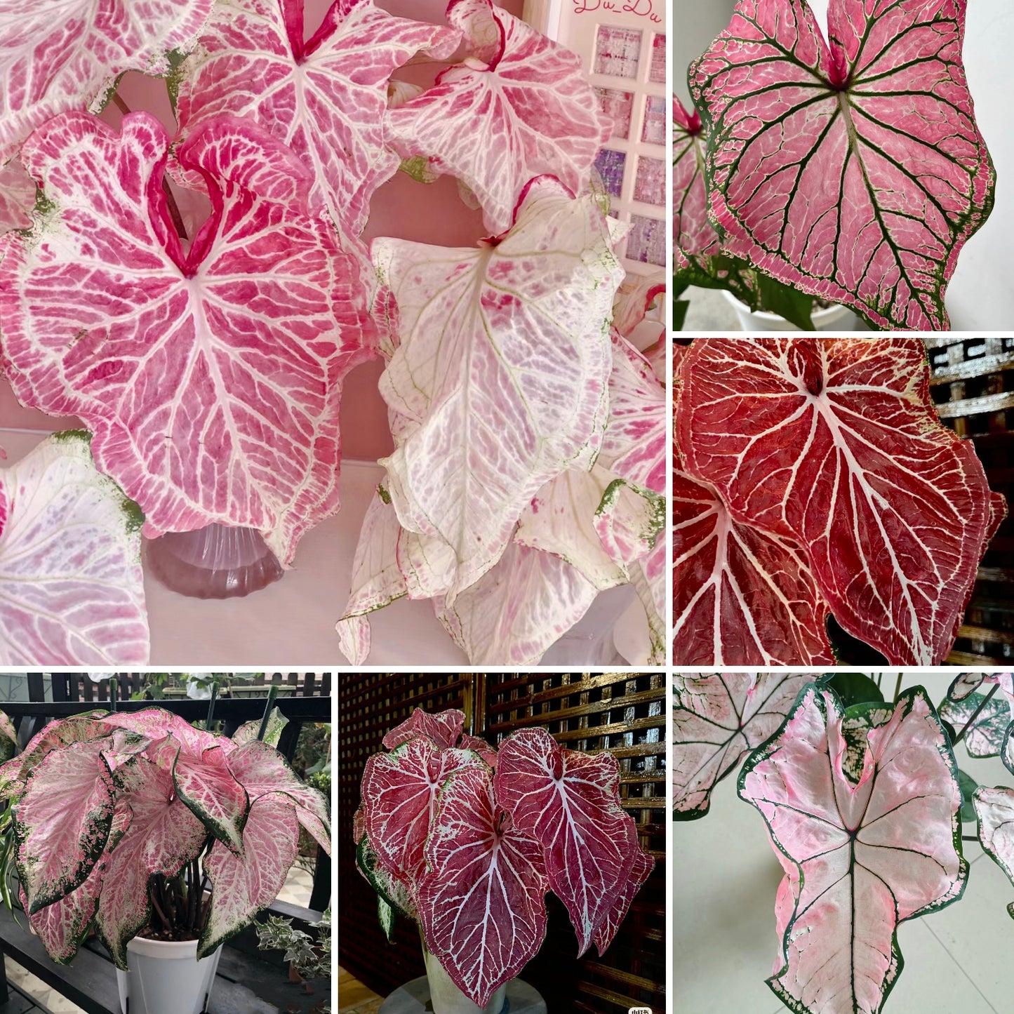 Caladium Peppermint