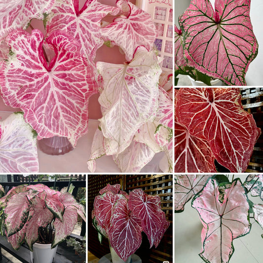 Caladium Peppermint