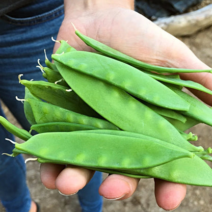 Mangetout Peas: A Garden Delight
