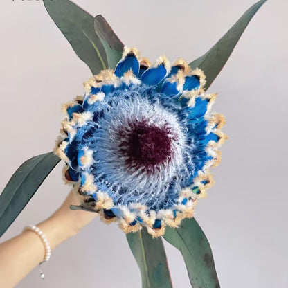 South African Princess Flower Seeds