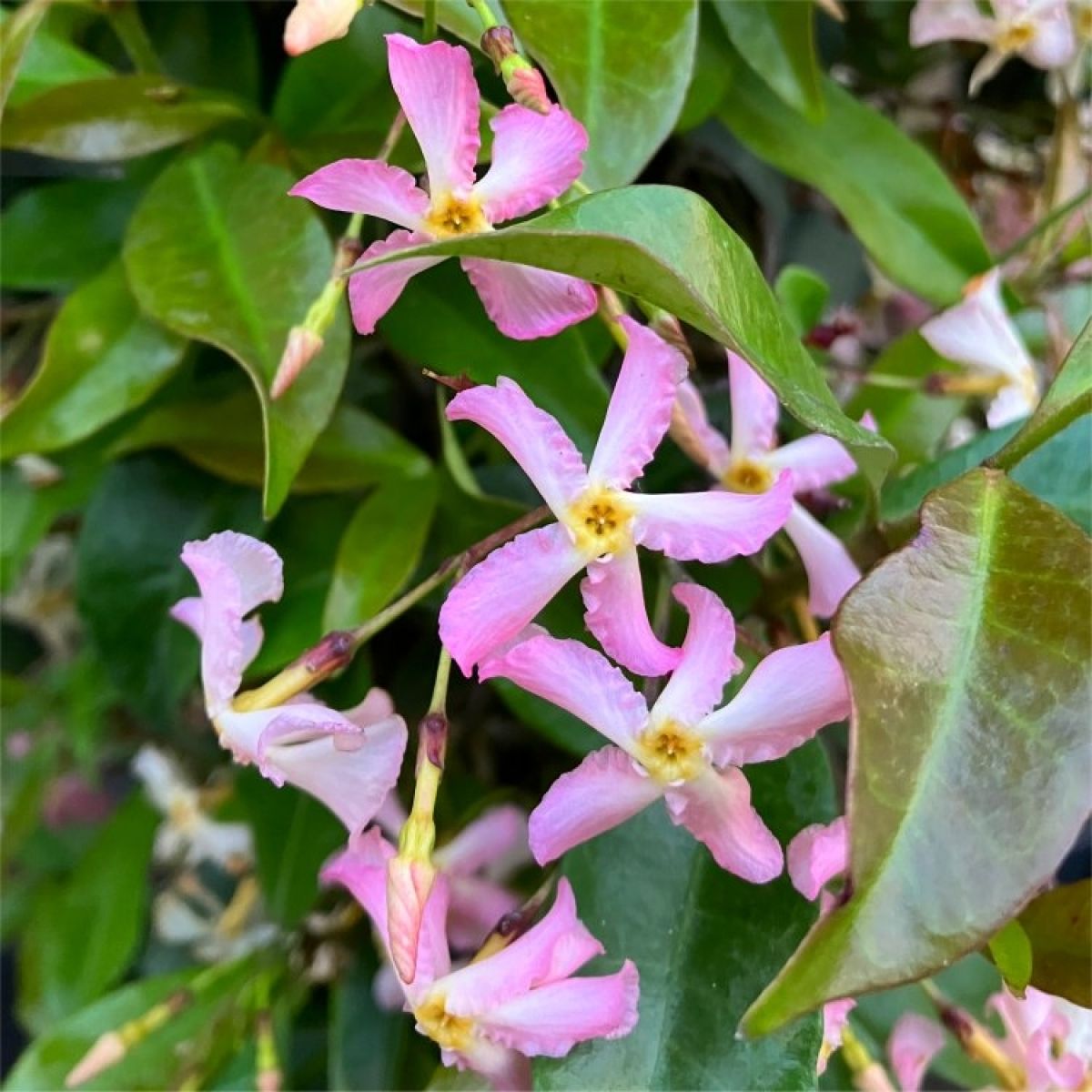 🌟Star Jasmine
