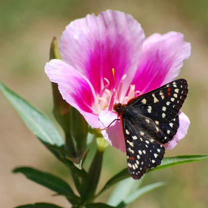 Clarkia amoena, Farewell-to-Spring