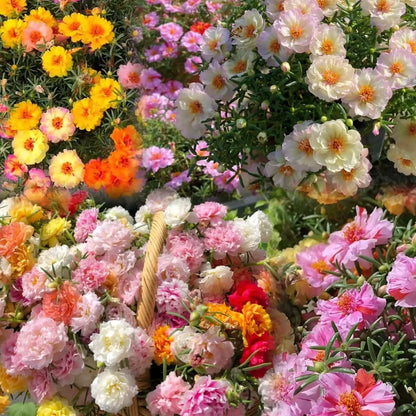 🌸 Moss Rose Seeds