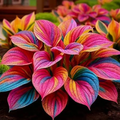 🔥Midnight Blue Hosta Bulbs 🪴 Deep Blue Foliage, Easy to Grow