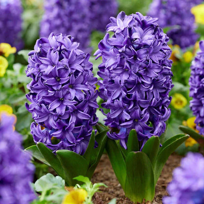 💜Hyacinth Bulbs – Fragrance You Can Grow