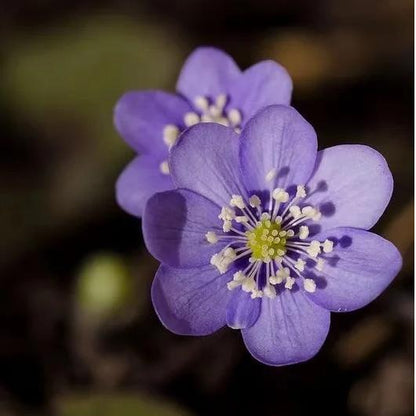 💜Asarum flower - dreamy and beautiful