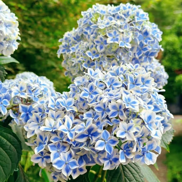 🌈Mix Hydrangea Seeds - Beautiful and Hardy Perennial Seeds for Your Garden