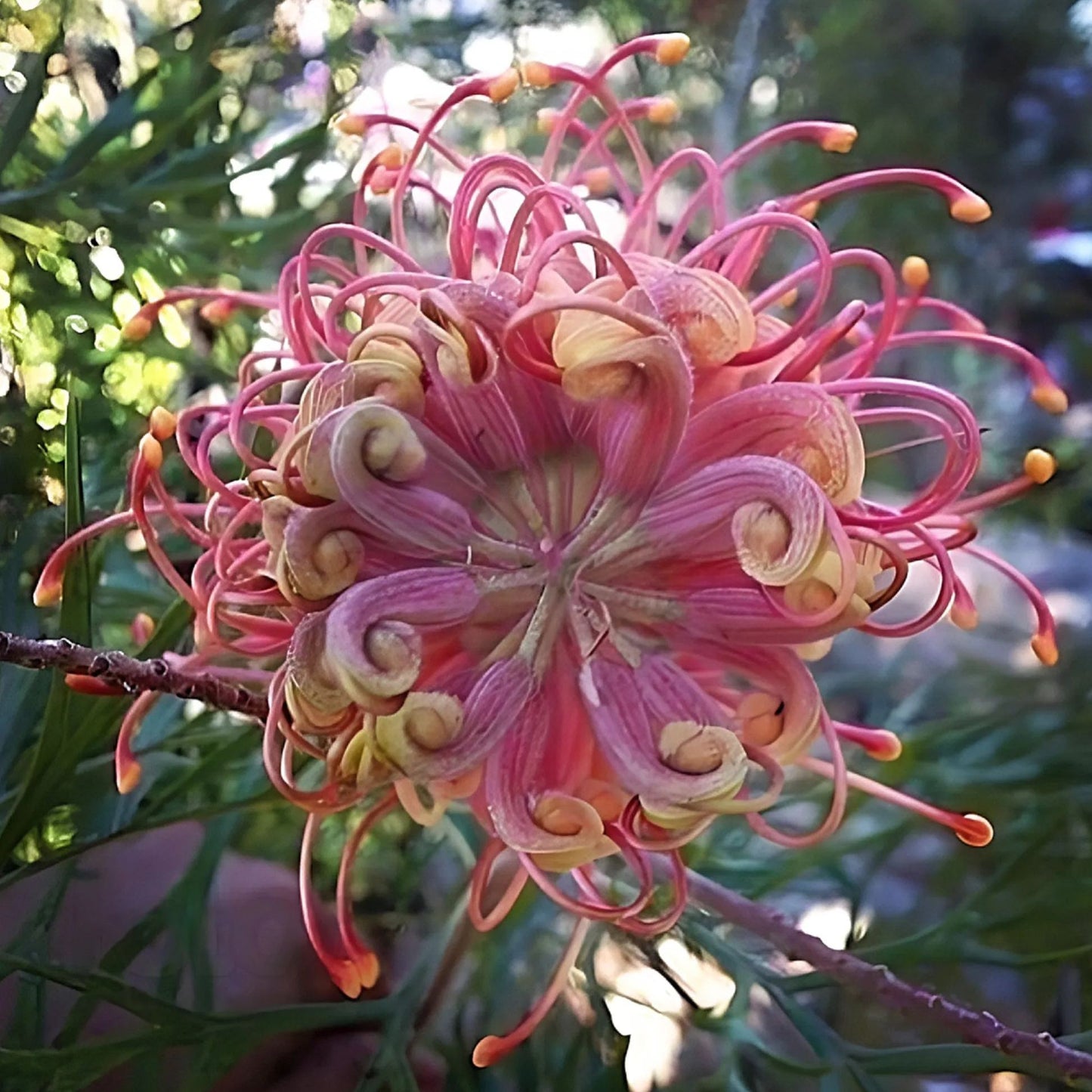 PINK SPIDER FLOWER - GREVILLEA SP. - RARE 'PLANT' SEEDS