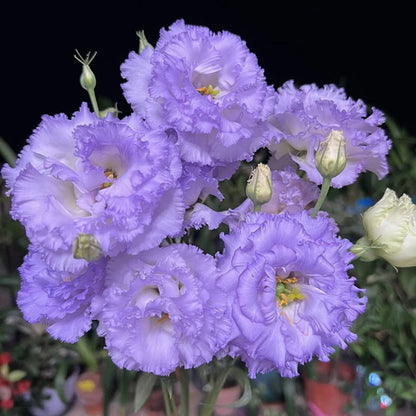 Hardy Perennial Lisianthus Seeds RHS Certified for British Garden Beds Beginner Friendly