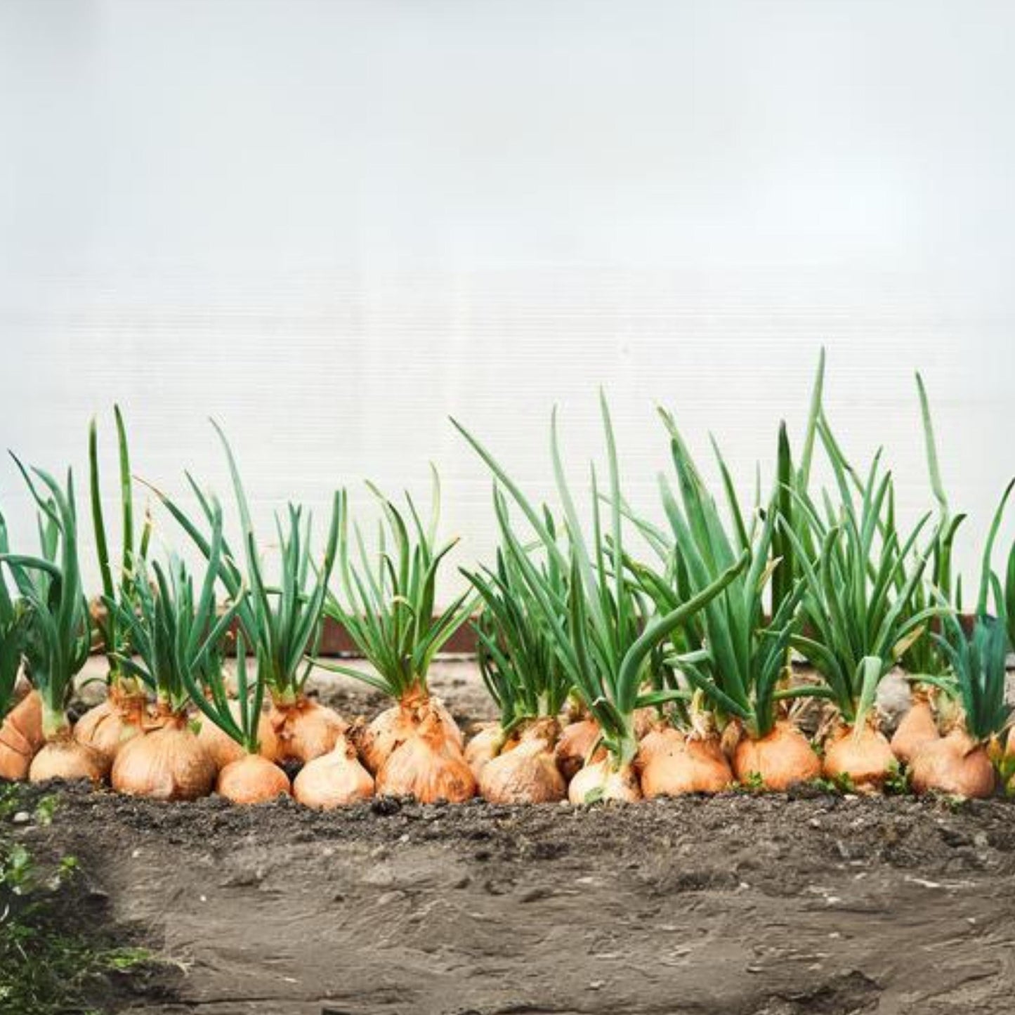 Yellow Sweet Spanish Utah Onion