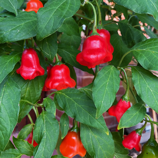 Chilli Pepper Bishops Crown Seeds (Capsicum baccatum)