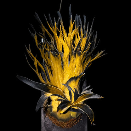 🦌 Rare Rainbow Staghorn Fern — Living Botanical Wall Sculpture