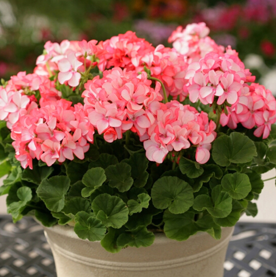 Geranium Seeds