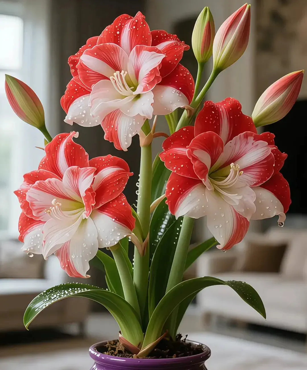 🌺 Amaryllis Bulbs– Dramatic Blooms, Effortless Grace! 🌿✨