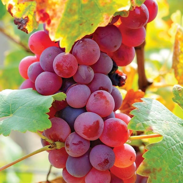 🍇Potted Grape Vine Seeds