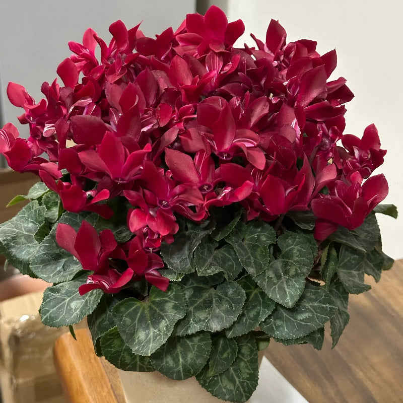 Cyclamen Flower Seeds