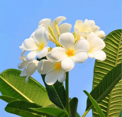 💛 Plumeria Seeds Limited-Time Sale! Create Your Summer Garden