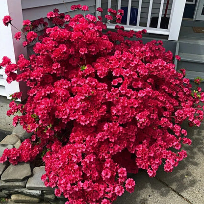 🌺Colorful Rhododendron Seeds