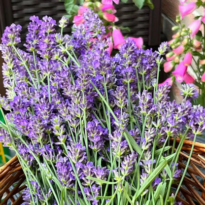 💜40%Off-Clam-Relax-Lavender seeds, Naturally Calming Fragrance