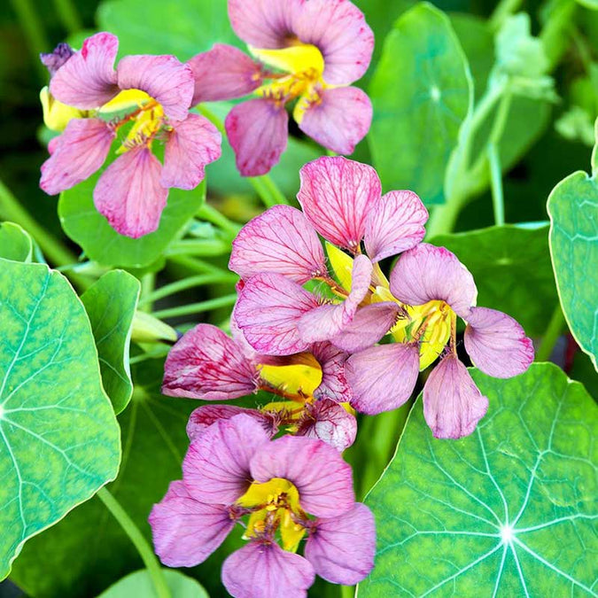 Nasturtium Seeds