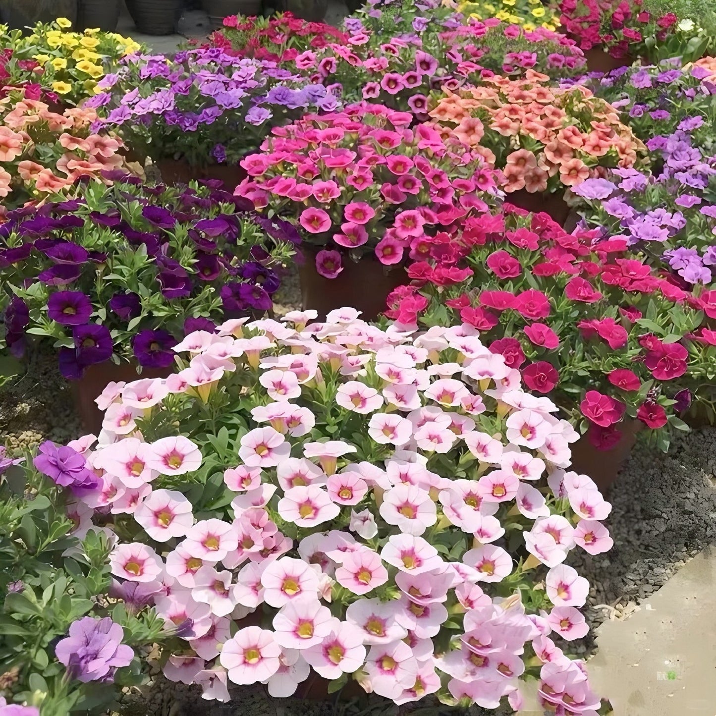 Dwarf Petunia Seeds for Pots, Baskets and Gardens🌸