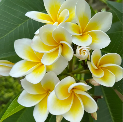 💛 Plumeria Seeds Limited-Time Sale! Create Your Summer Garden
