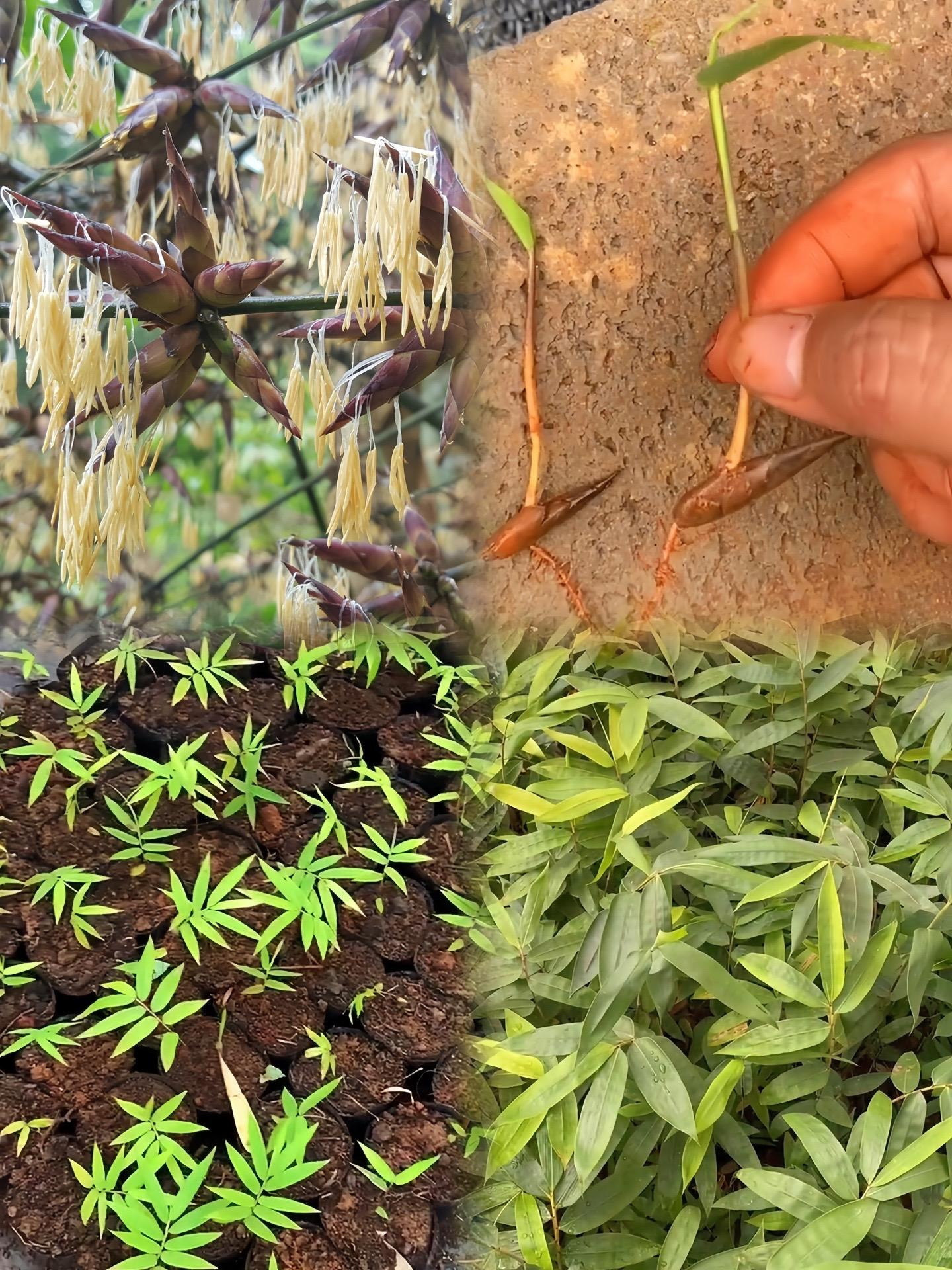 Dragon Bamboo Seeds