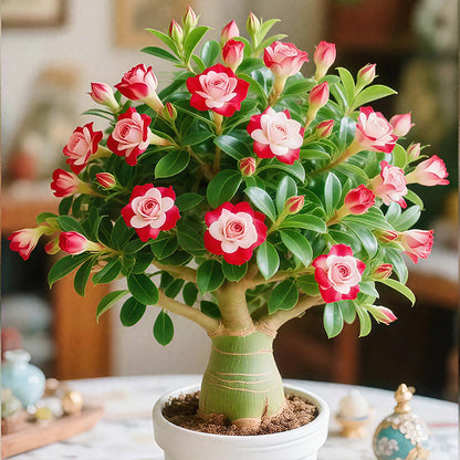 🌵🌺Premium Rare Desert Rose Bulbs