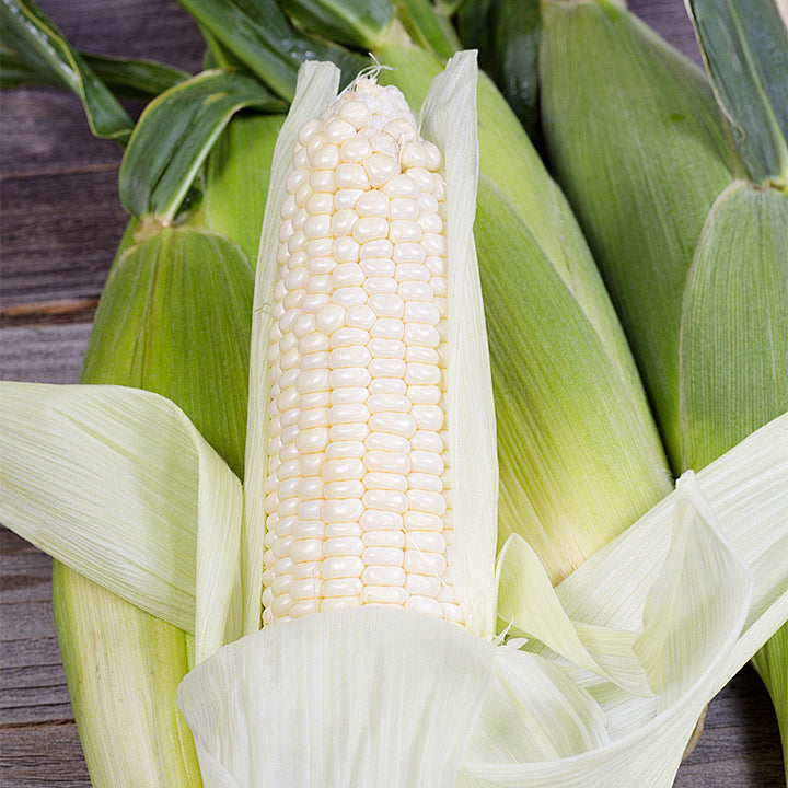 Gem Corn Seeds for Home Vegetable Gardens