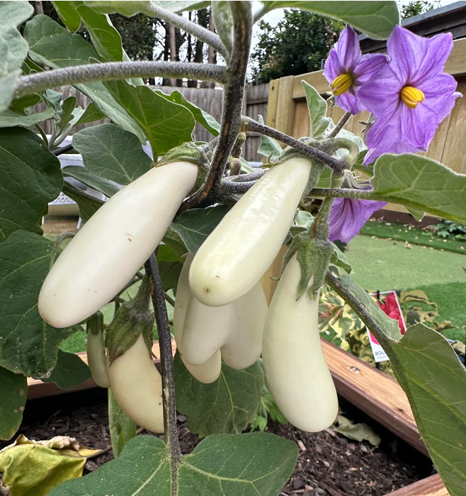 Creamy White Eggplant Seeds