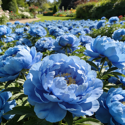 🌺"King of Flowers" Peony Flower Seeds