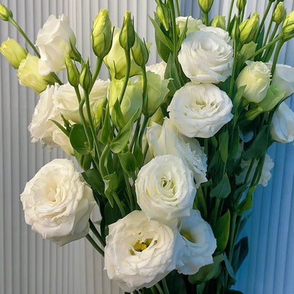 Hardy Perennial Lisianthus Seeds RHS Certified for British Garden Beds Beginner Friendly