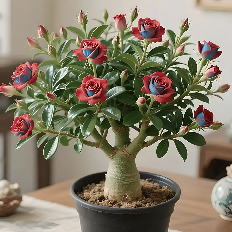 🌵🌺Premium Rare Desert Rose Bulbs