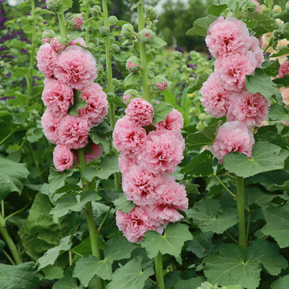 🌈Rare Rainbow Hollyhock — The Most Magical Flower of 2026