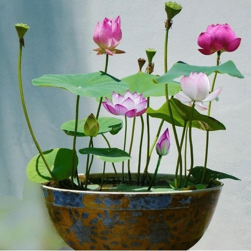 🌸LAST DAY Promotion 35% OFF🌸 Hydroponic Lotus 🌸 | Fresh, Simple & Beautiful(🌱Survival Guaranteed: Free Replacements🌿)
