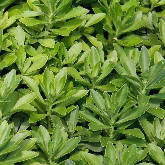 Phedimus Aizoon Seeds(Aizoon Stonecrop)