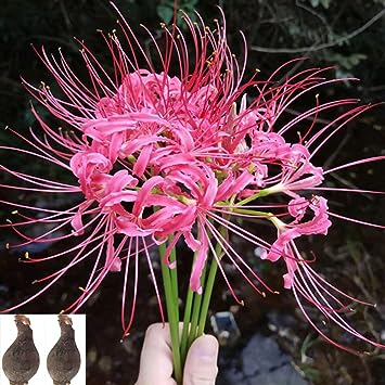 Spider Lily Bulbs-Multicolor🌈