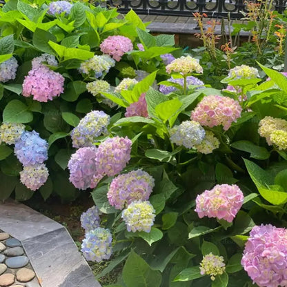 Hyadrange Seed-Perennial Flower Seeds-Easy To Plant
