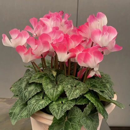 Cyclamen Flower Seeds